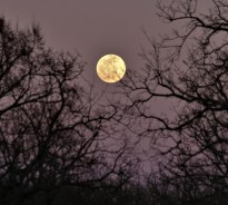 full-moon-through-the-trees